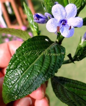  Leaf (Adaxial View) and Flower